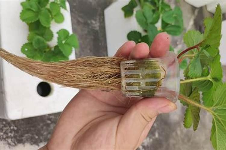 无土栽培营养液怎么配制？
