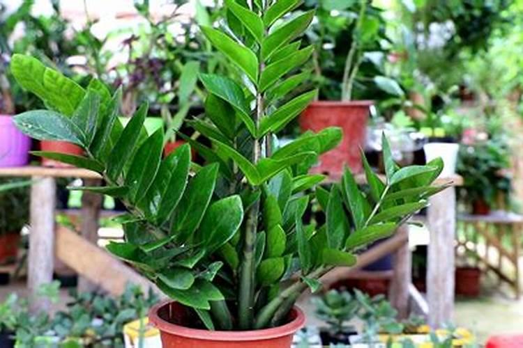 草莓喷什么叶面肥结果多？草莓座果根茎块膨大剂？
