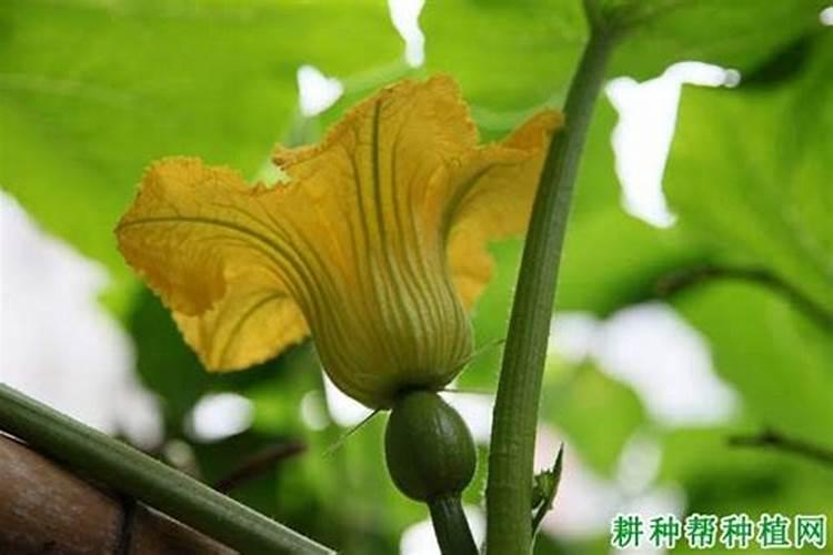 大白片南瓜的种植技术