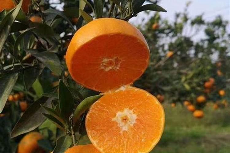 爱媛38号上钾肥最佳时间