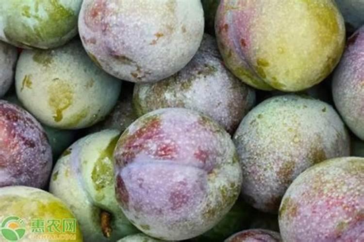 李子树开花时的管理方法