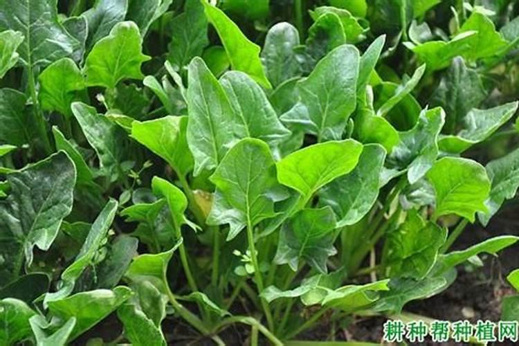 植物施不同的肥稍过量有什么结果