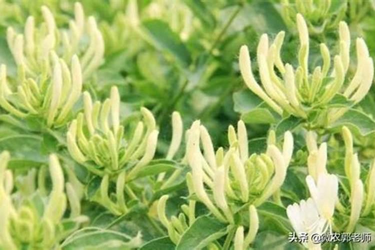 金银花开花前十天还能喷雾硼肥叶面肥吗？