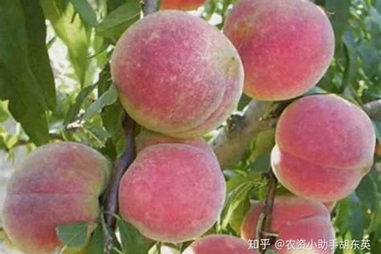 桃子增甜最简单的方法