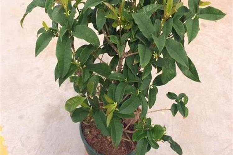 桂花树施什么肥料最好