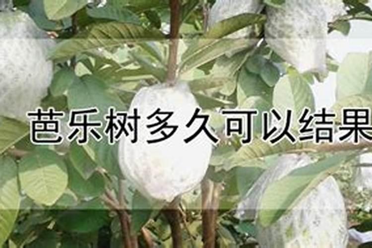 老佛爷发展历史