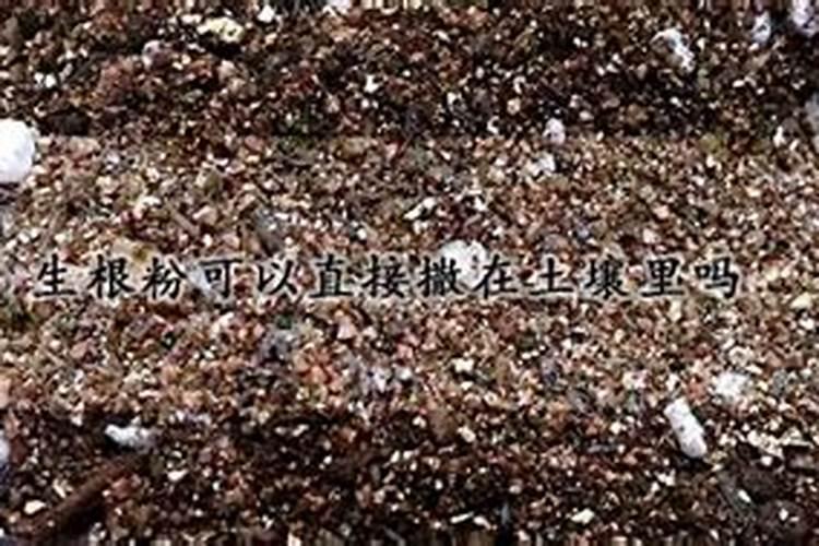 开始水养富贵竹要用生根粉吗