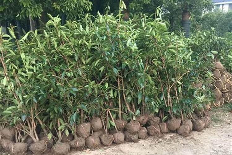 冬青树的种植方法 冬青树图片