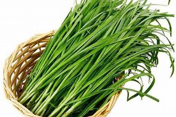 煮黄豆水浇韭菜多长时间起依用