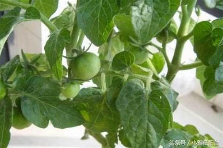 夏季番茄如何保花保果 番茄应该怎么种植