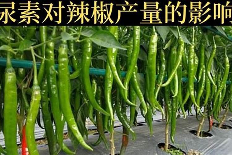 辣椒开花施什么肥适合 可以施加氮肥吗