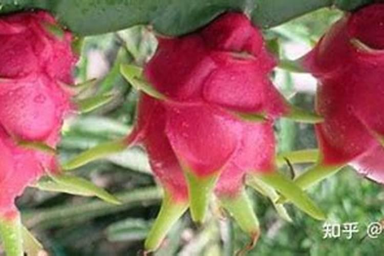 种草莓用什么肥料好 盆栽草莓施肥用什么肥料好