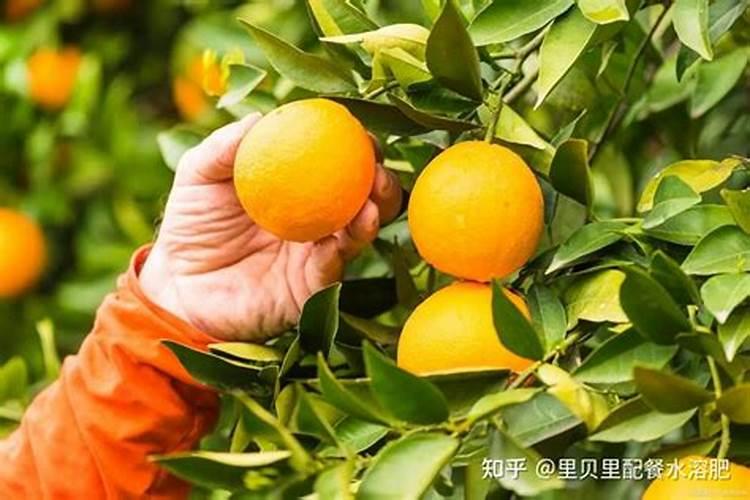 脐橙8月份还能第二次追壮果肥吗？