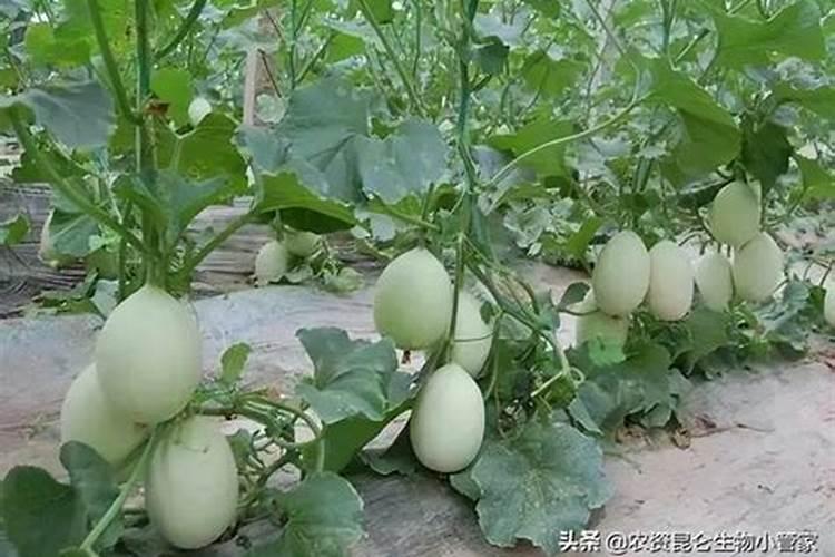 果树增甜用什么肥料