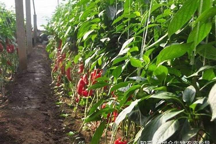 辣椒后期该用什么肥料
