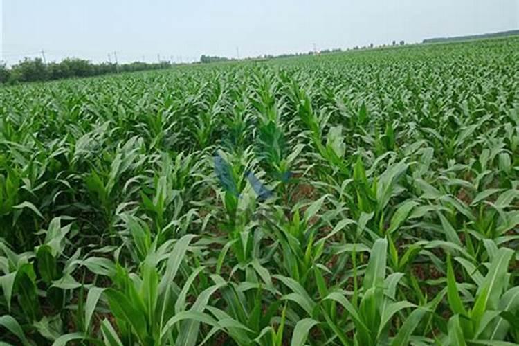 玉米施加钙肥的最佳时间 什么时候使用合适