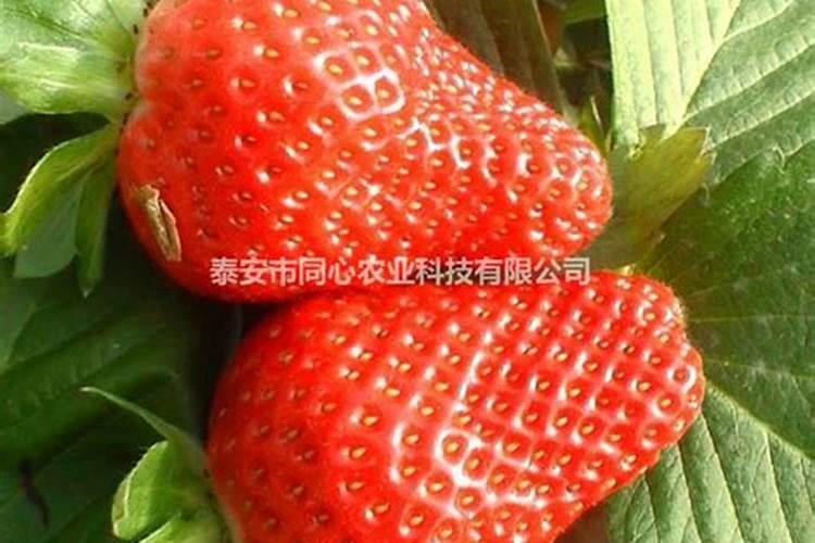 草莓生根壮苗的水溶肥有几种？