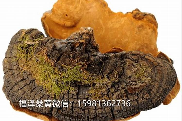 桑树用什么肥料最好
