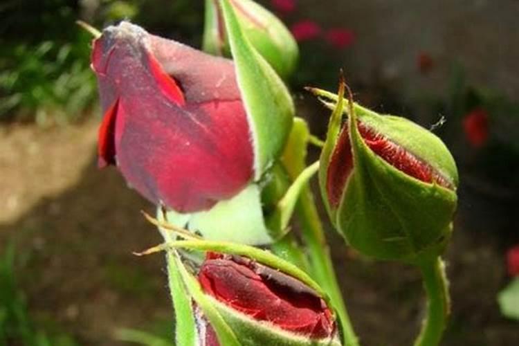 月季长花苞后怎么施肥 花蕾期施什么肥