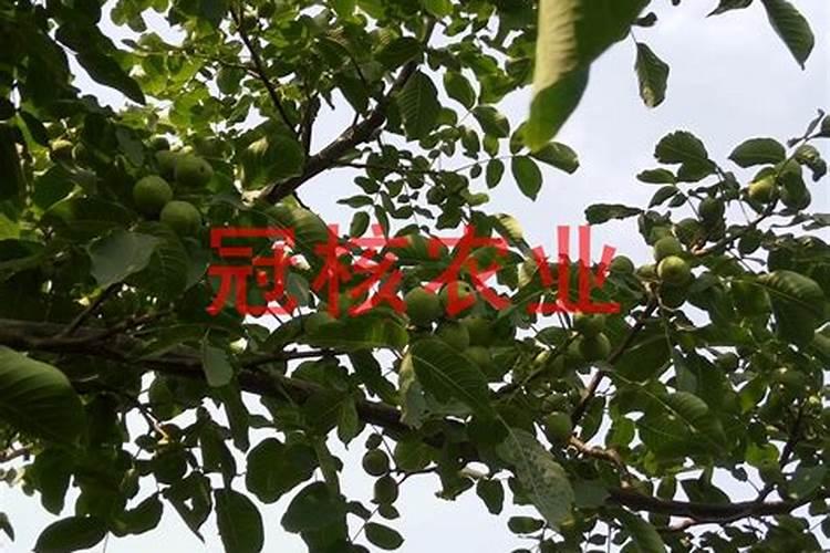 种植了一些核桃树,如何施肥才能获得丰产？