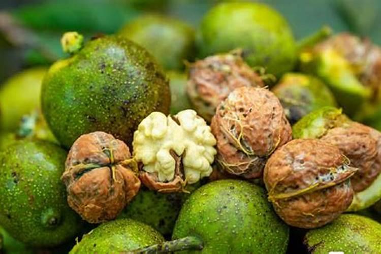 核桃釆收后大树每株施氮磷钾的配比是多少？