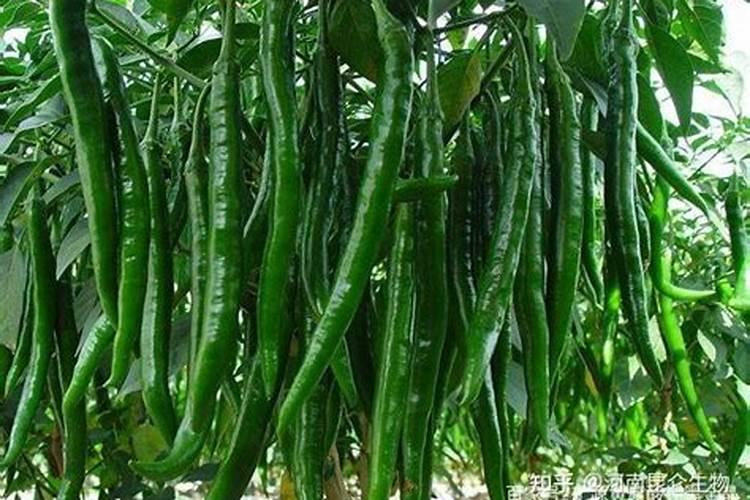 怎样自制氮磷钾肥,怎样施肥效果好