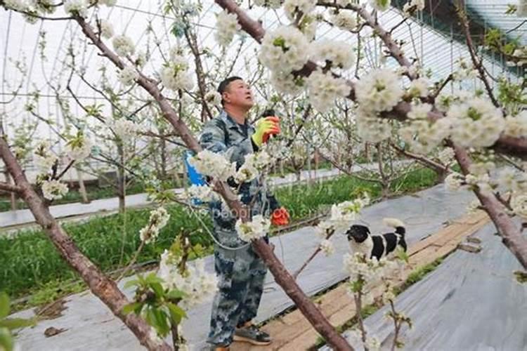 大棚樱桃为什么会隔年结果 有什么解决措施