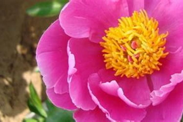 牡丹萌芽了什么时候施肥,用什么肥