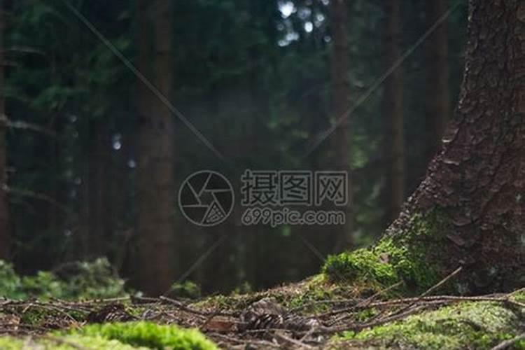 栾树怎样施肥