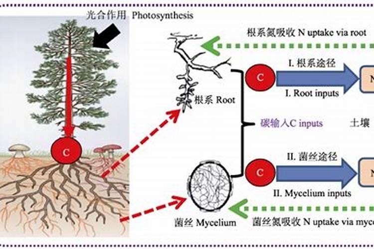 土壤多久能变成酸性 土壤变酸需要多久时间？