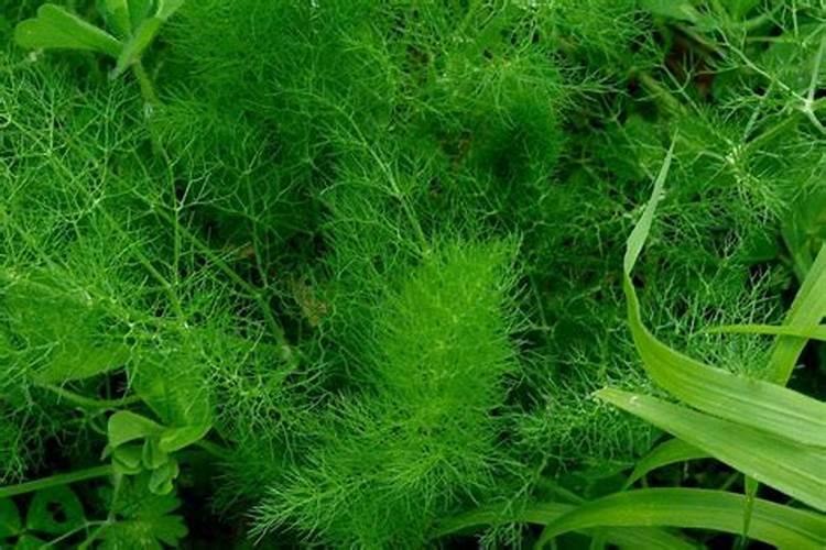 茴香盆种植方法