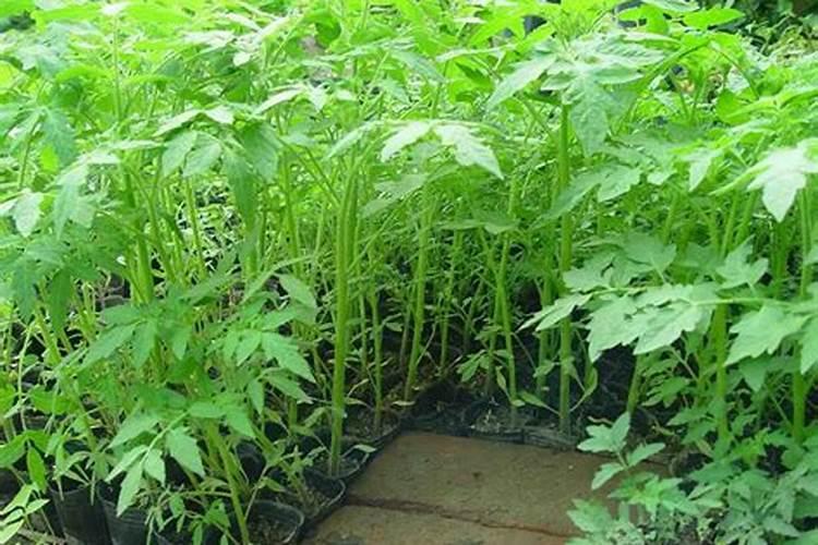 青烟打大红甲,磷酸二氢钾,芸苔素三次后几天开始落黄