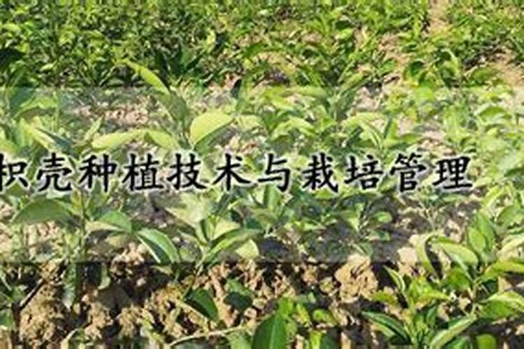 冰过的柠檬种子还能发芽吗