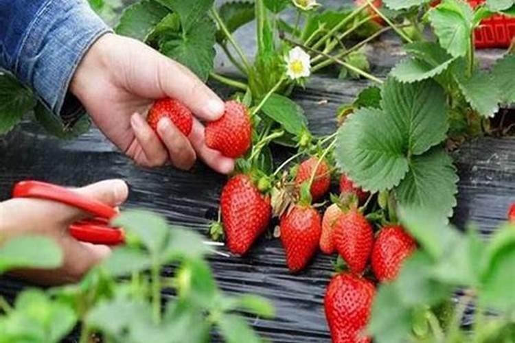 [紫薯种植时间]紫薯什么时候种