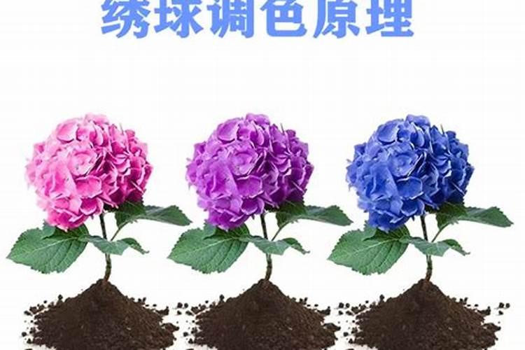 绣球调蓝色的常用方法及用量(绣球花调颜色蓝色最佳方法)