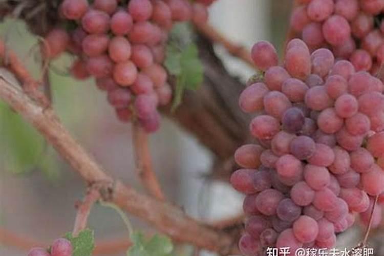 红宝石葡萄高产栽培技术 怎么施肥