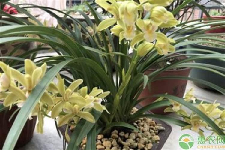兰花在花期开花可以施什么肥