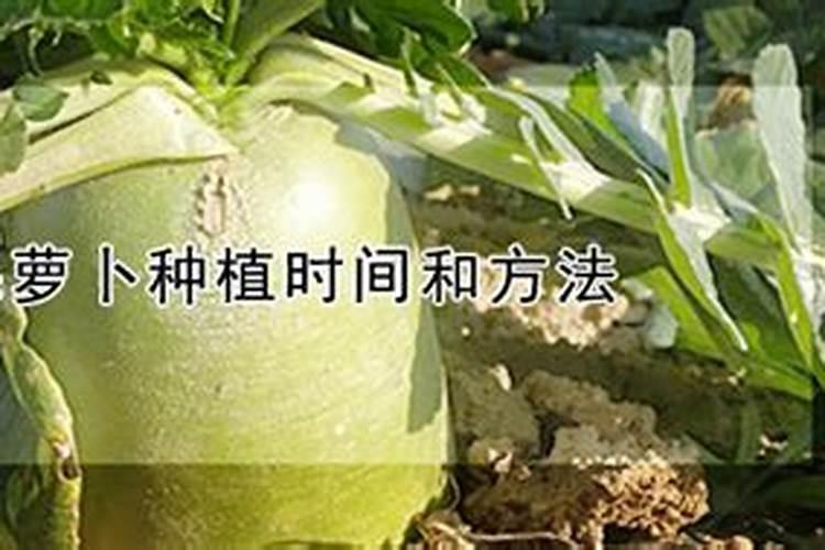 怎样种好秋萝卜 萝卜养殖技巧总结