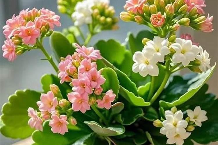 长寿花浇什么肥料合适