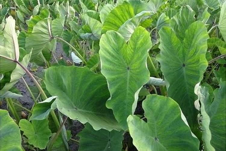 芋头用什么肥料最好？
