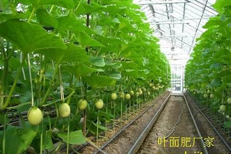 甜瓜苗期可以喷叶面肥吗？