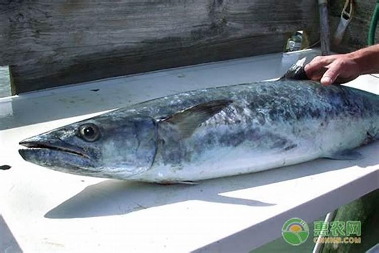 大马鱼是什么意思？