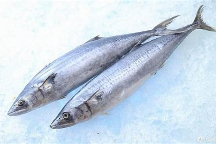 大马虎鱼,请你再坚持一下