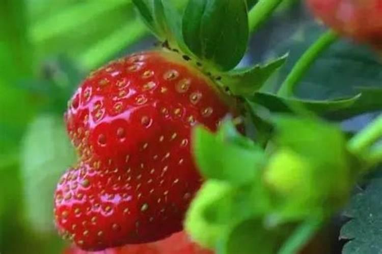 草莓开花结果期怎么施肥 肥料要怎么选择