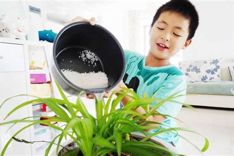 磷肥泡水可以浇花吗