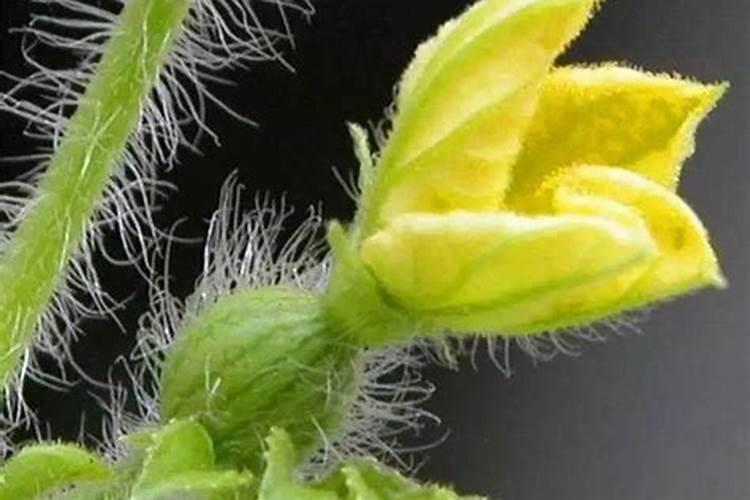 夏秋时节瓜施肥方法有哪些？要注意哪些事项呢？