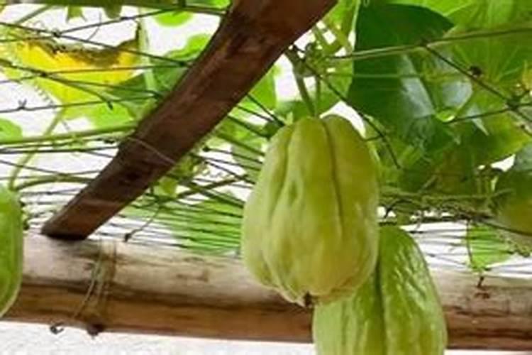 这节瓜什么问题？用什么药好？