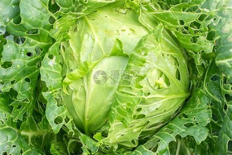 卷心菜什么时候种？如何正确施肥？