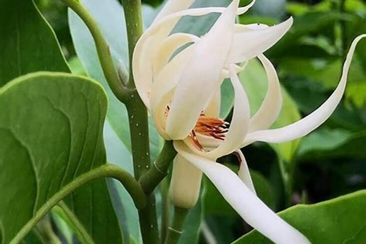白兰花施什么肥最好