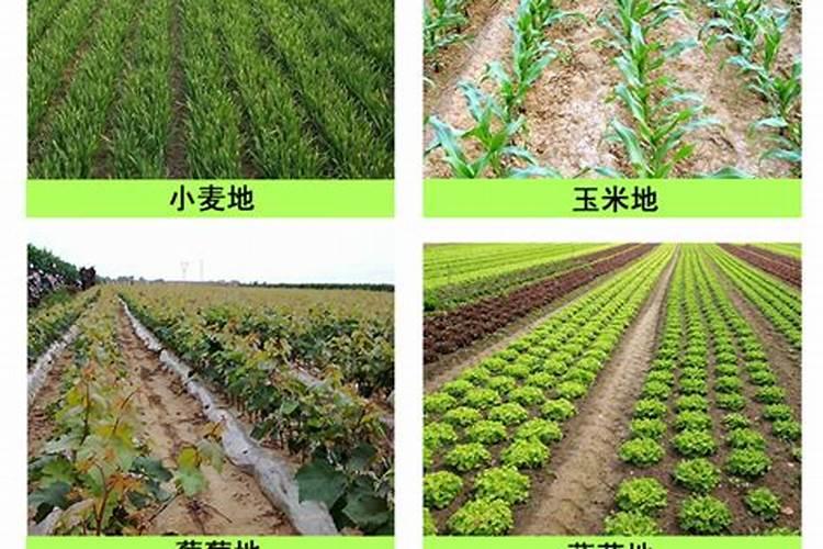 芋头追肥用什么肥料好